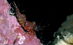 Banda Sea 2018 - DSC06292_rc _ Hendersons hingebeak shrimp - Cinetorhynchus hendersoni